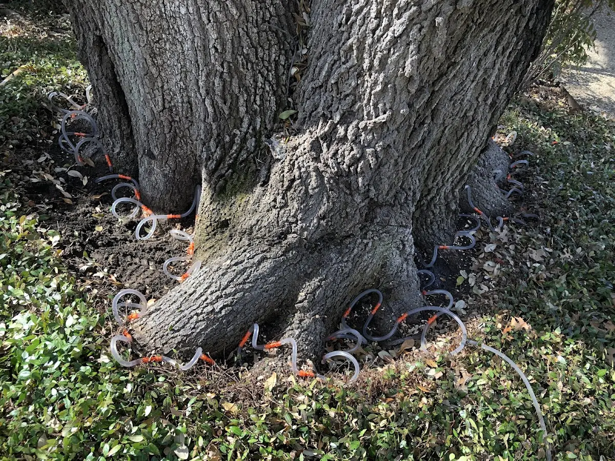 Detailed Tree Cabling and Bracing job site in Randalia