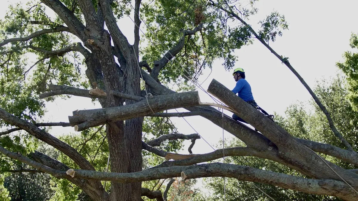 Professional Crown Thinning performed by certified arborists in Randalia