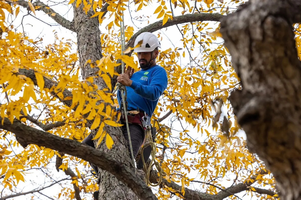 Skilled Tree Trimming crew working in Randalia