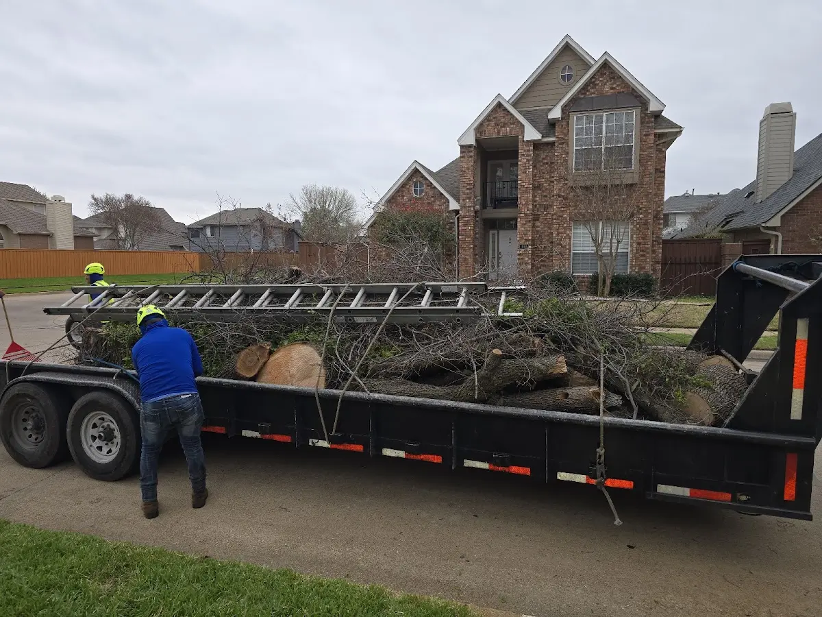 Expert Tree Removal with proper safety equipment in Randalia